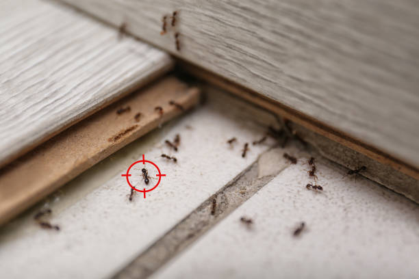 Best Residential Pest Control  in Squaw Valley, CA