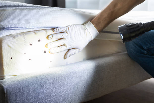 Best Wasp Removal Services  in Squaw Valley, CA