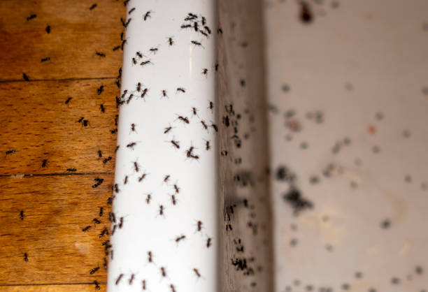 Best Pest Control Near Me  in Squaw Valley, CA