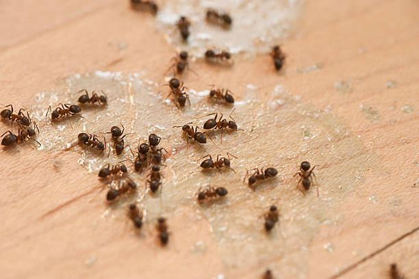 Wasp Removal Services in Squaw Valley, CA