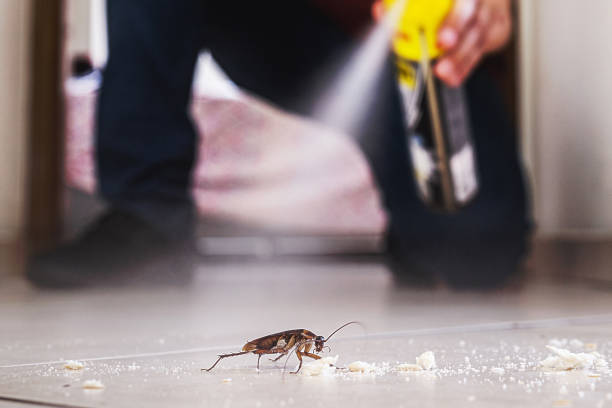 Reliable Squaw Valley, CA Pest Control Solutions